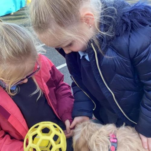 Meeting Ruby, our new school therapy dog
