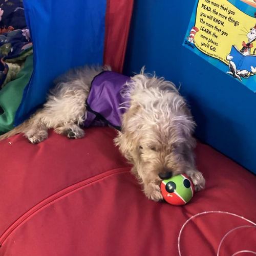 P4A had a lovely morning with Ruby our school puppy today!