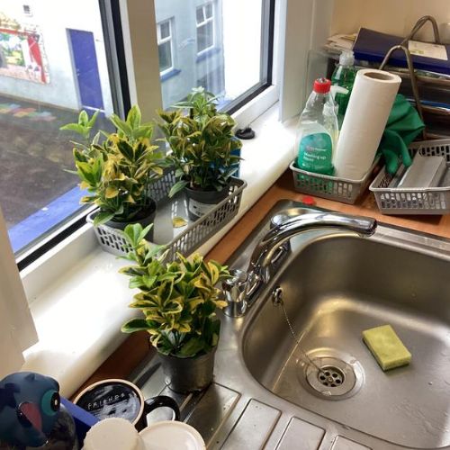 Science Investigation- How do Plants Grow