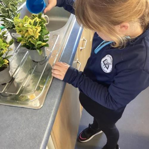 Primary 5B took part in a science investigation this week investigating what plants need in order to be healthy and grow.