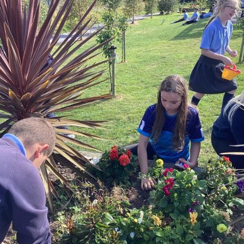 Maintaining our planter box - 18.09.24