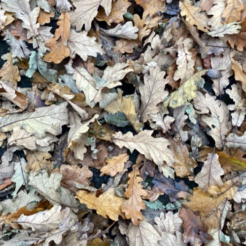 Delamont Park - Changes of the Seasons