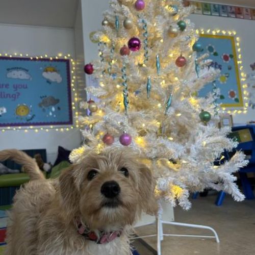 Getting the tree up!🎄