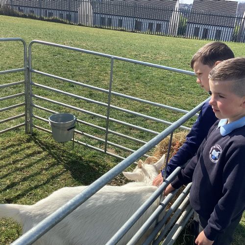 Easter Fun Day- Petting Farm