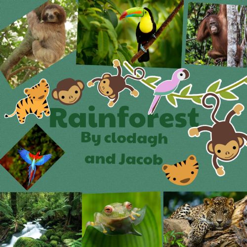 Rainforest cover pages