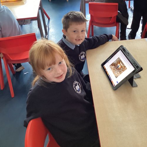 Digital Animal Eye Art