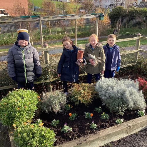 Planting Winter Shrubs