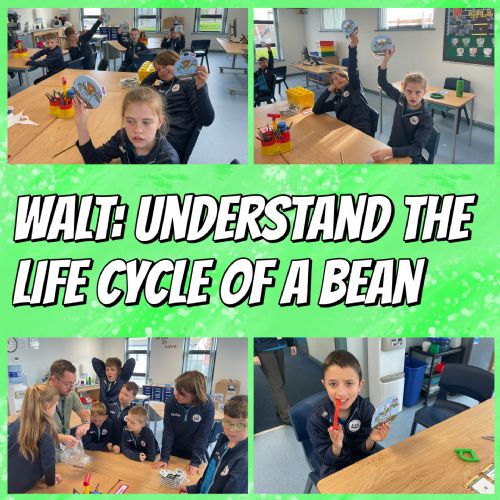 Life Cycle of Bean