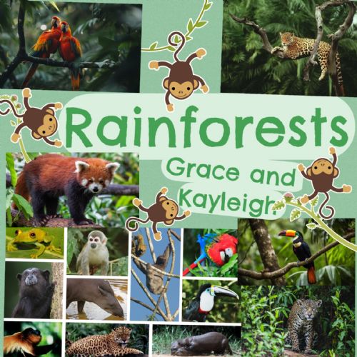 Rainforest Cover Pages