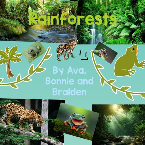 Rainforest Cover Pages