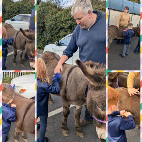 Meeting our Therapy Donkeys.