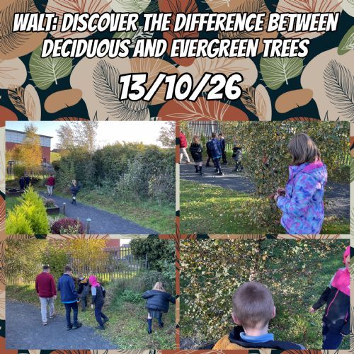Discovering the Difference Between Deciduous & Evergreen Trees